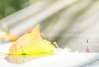 此役的表現 此役的表現